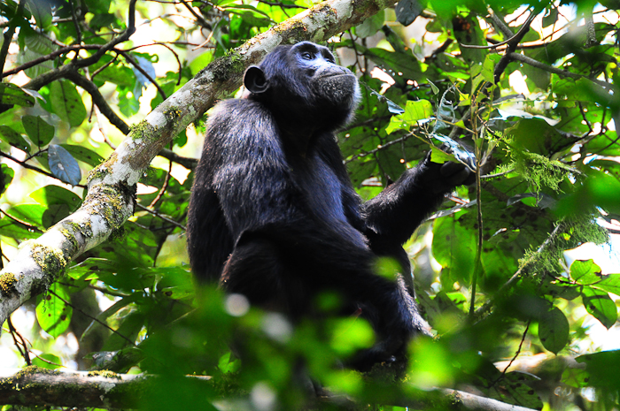 247 - Chimpanzee Kibale Forest DSC_0683